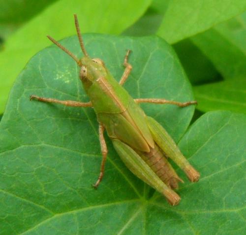 Aiolopus sp.